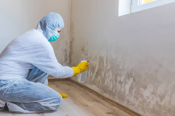 Licensed Mold Inspection service in Salix, PA - WQB Mold Removal